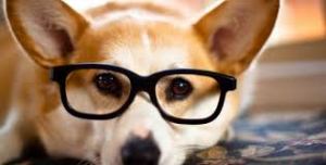 dog_glasses